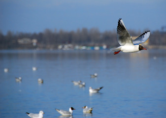 gull