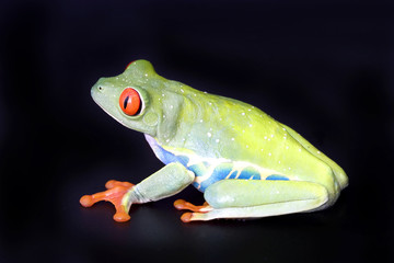 Naklejka premium frog closeup on black