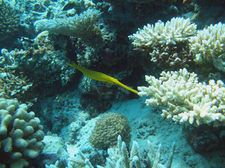 pesce trombetta giallo
