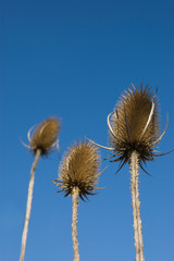 Obraz premium Spear Thistles against a blue sky