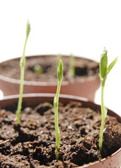growing plants from seeds (sweet pea flowers)