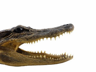 Obraz premium Alligator