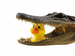 Alligator Lunch