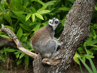 Lemur in tree