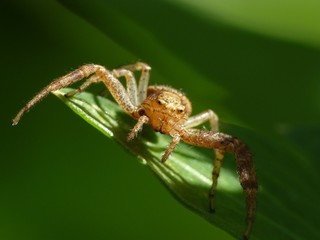 Krabbenspinne
