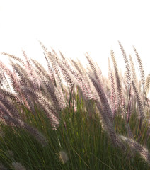 Fototapeta premium fountain grass against a light background