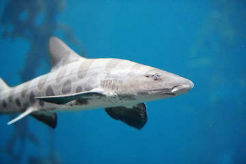 Menacing Leopard Shark