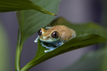 Green Frog