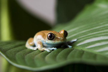 Frog on a leaf