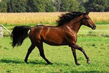 Araber auf Weide 4