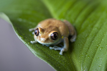 Tree Frog
