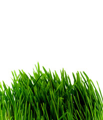 Fototapeta premium green grass