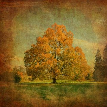 Fototapeta bleached image of a tree on a vintage paper