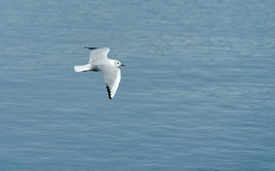 Mouette sur le lac du Bourget, Savoie, France