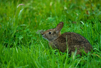 hare in green grass