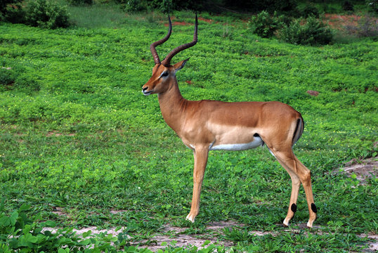 antelope impala