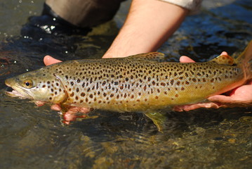 Brown trout