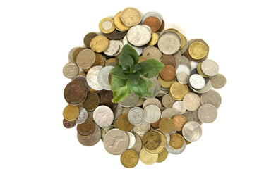 Coins and plant
