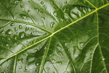 Leaf with Raindrops # 3