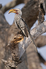 Yellowbilled hornbill, Tockus flavirostiris, perched on a bush