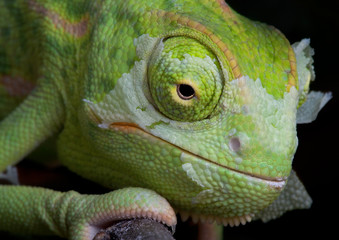 Fototapeta premium Shedding Chameleon 2
