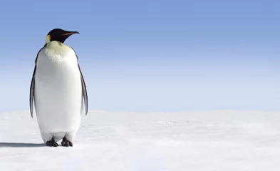 Deurstickers Penguin © Jan Will