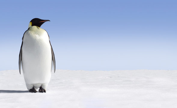 Penguin
