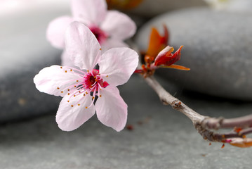 prunus