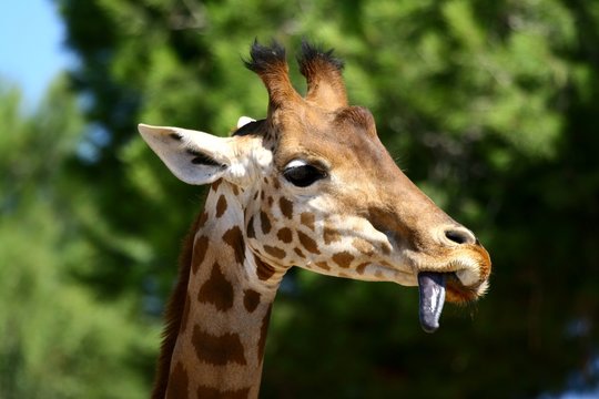 langue de girafe