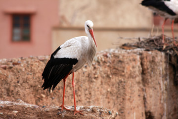 Stork