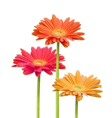 Rideaux tamisants Gerbera fleurs colorées