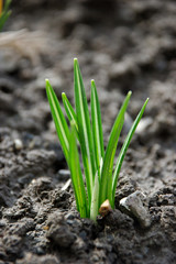 early spring plant