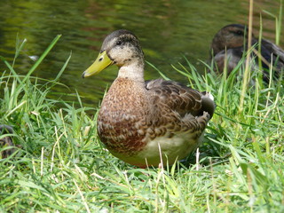 A duck in the grass