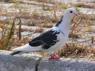 A dove on the asphalt