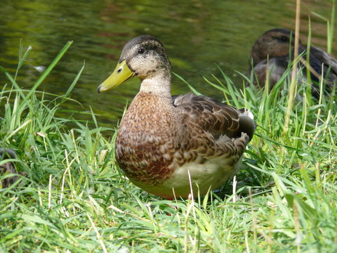 A duck in the grass