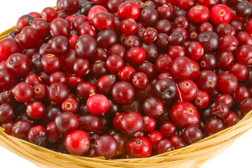 cranberry