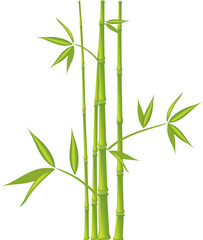 Bamboo,  illustration (mesh)