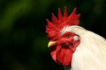 coq