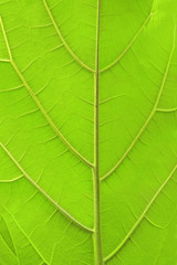 Fototapeta na wymiar Leaf