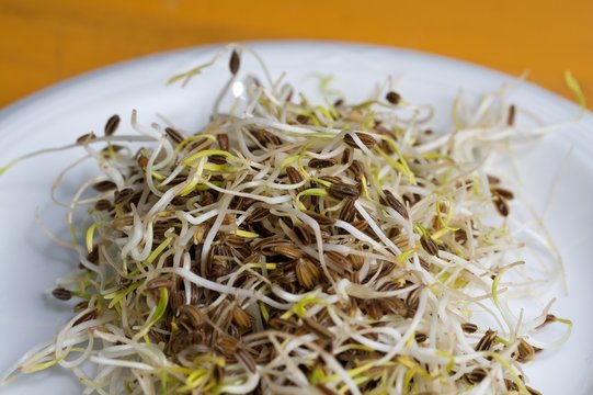 Sojasprossen