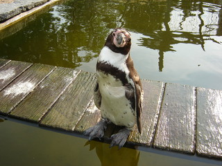 Pinguin Nr. 1