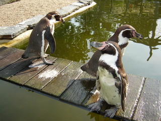 Pinguine