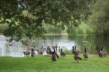 Gathering