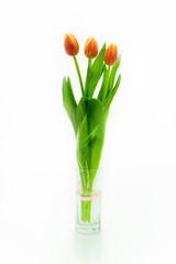 Tulip flower isolation on the white