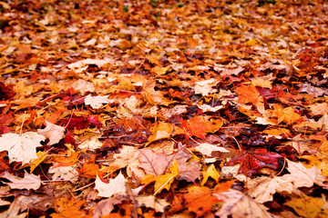 red leaves background