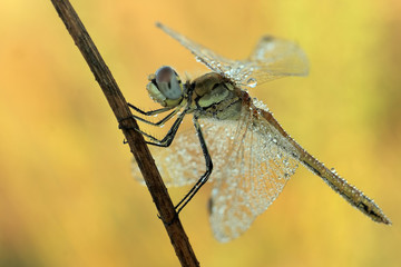 Dragonfly