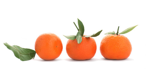 tangerine, sheet green