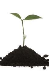 Young green plant on a white background