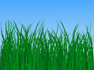 Grass