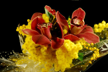 orchidea © Renato Francia